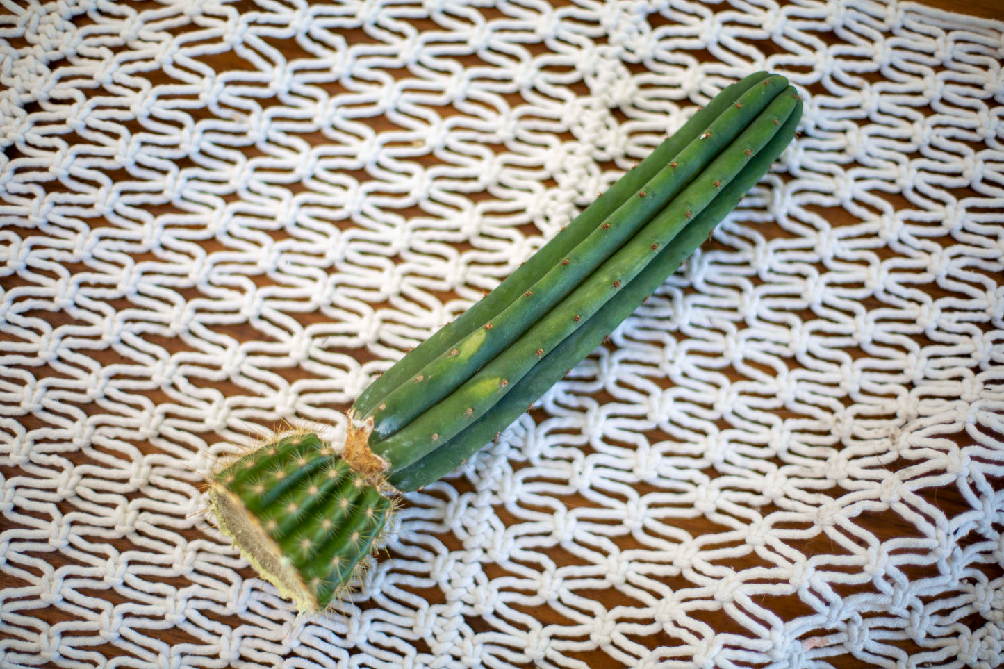 NOID PACHANOI GRAFT