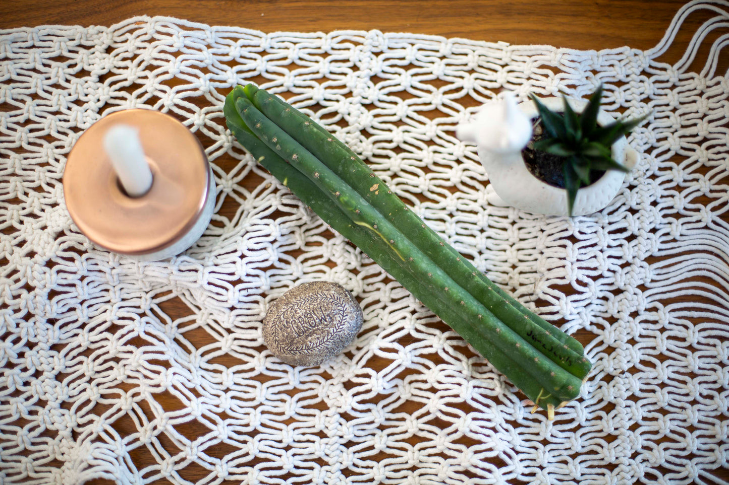 Jiimz Juuls cutting, clone originally sourced from Succulent Source.
