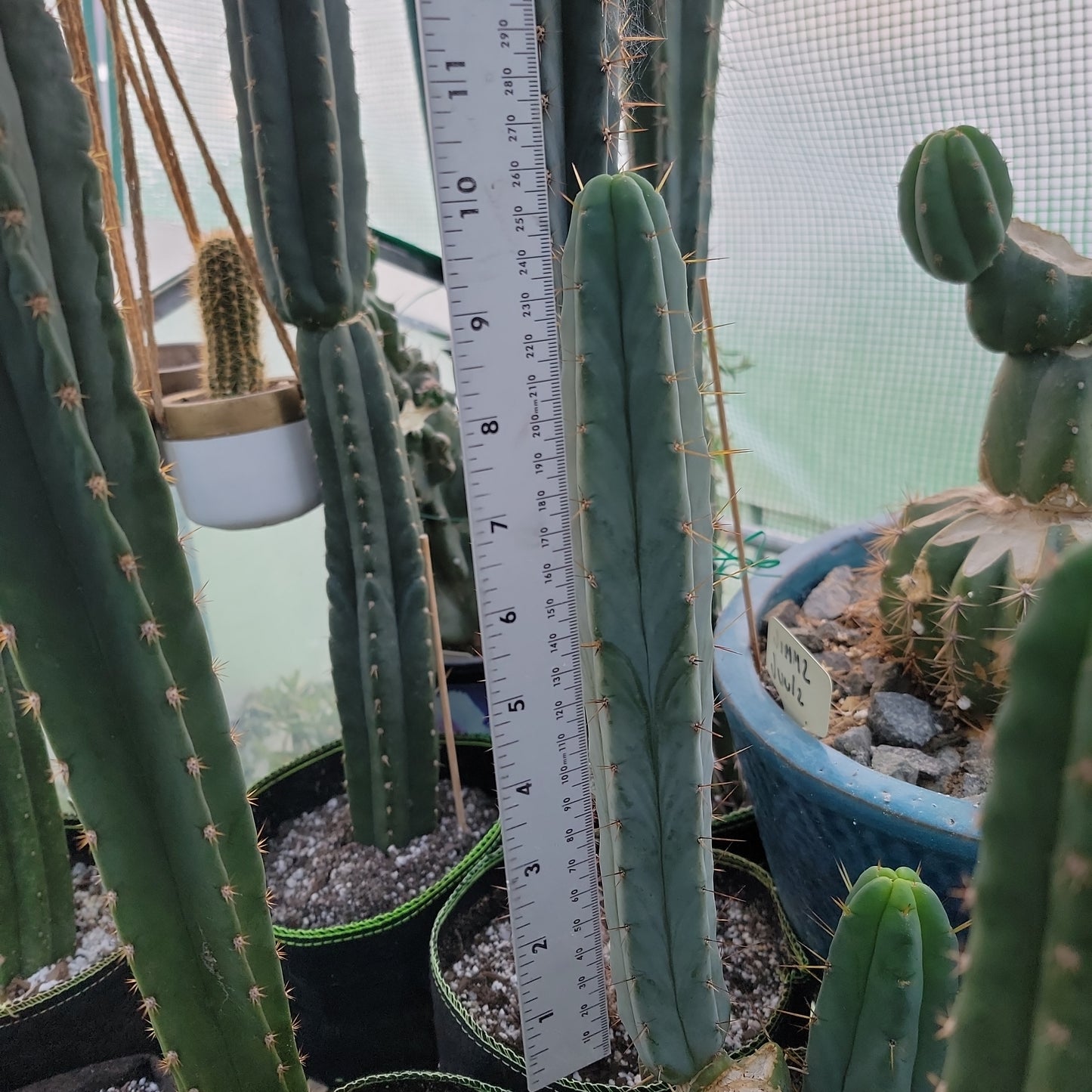 Jurupa Bridgesii