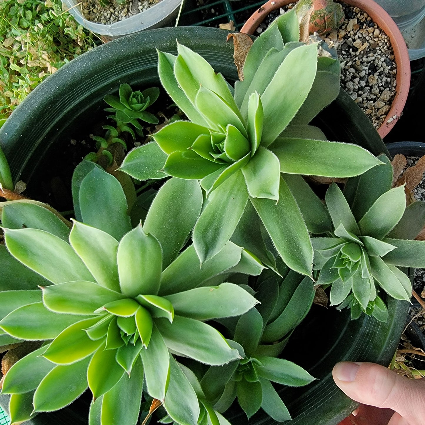 Hen and Chicks :Sempervivum tectorum