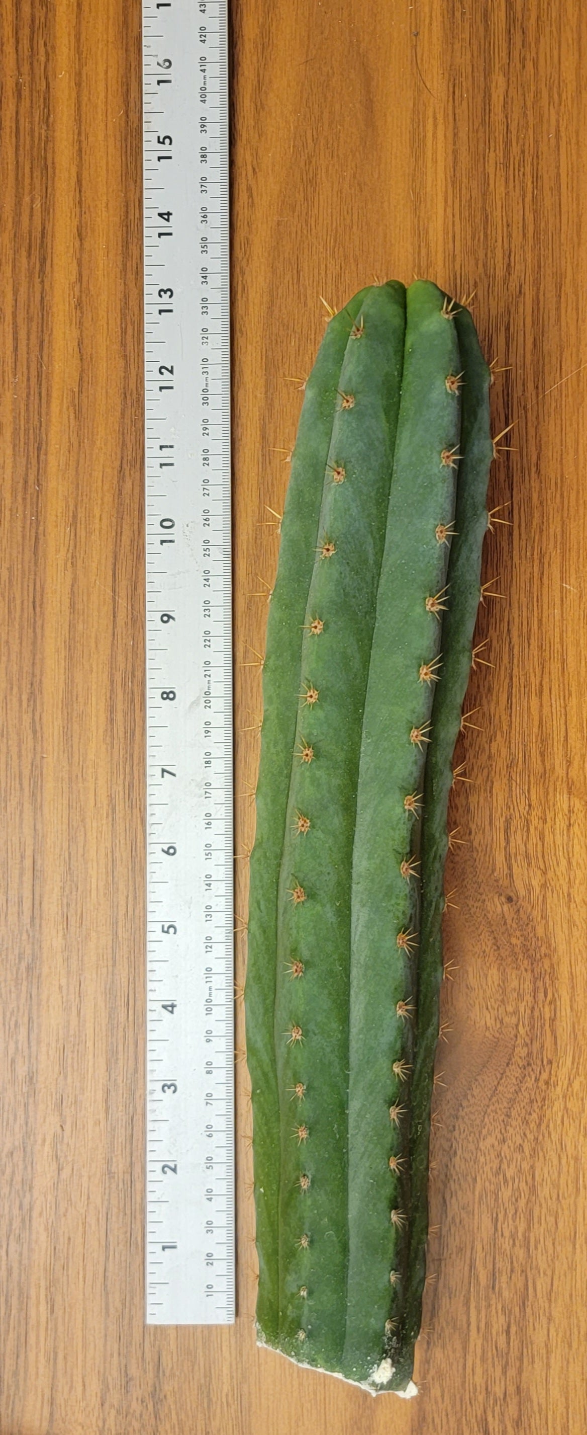 Colossus X Huancoensis