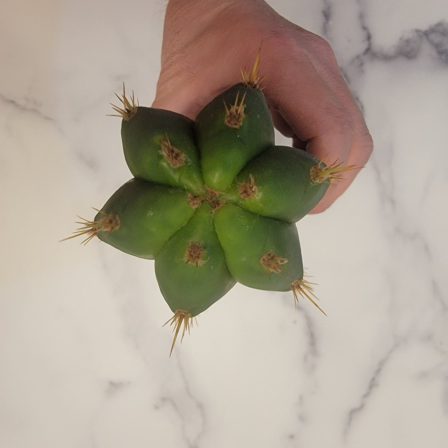 Colossus X Huancoensis