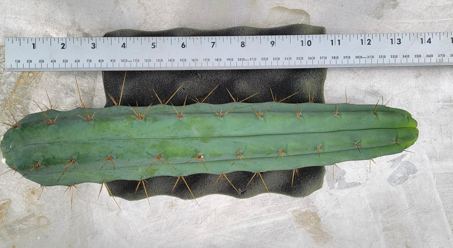 Jurupa Bridgesii