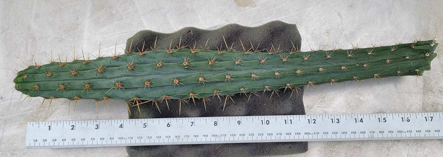 PERU 17”