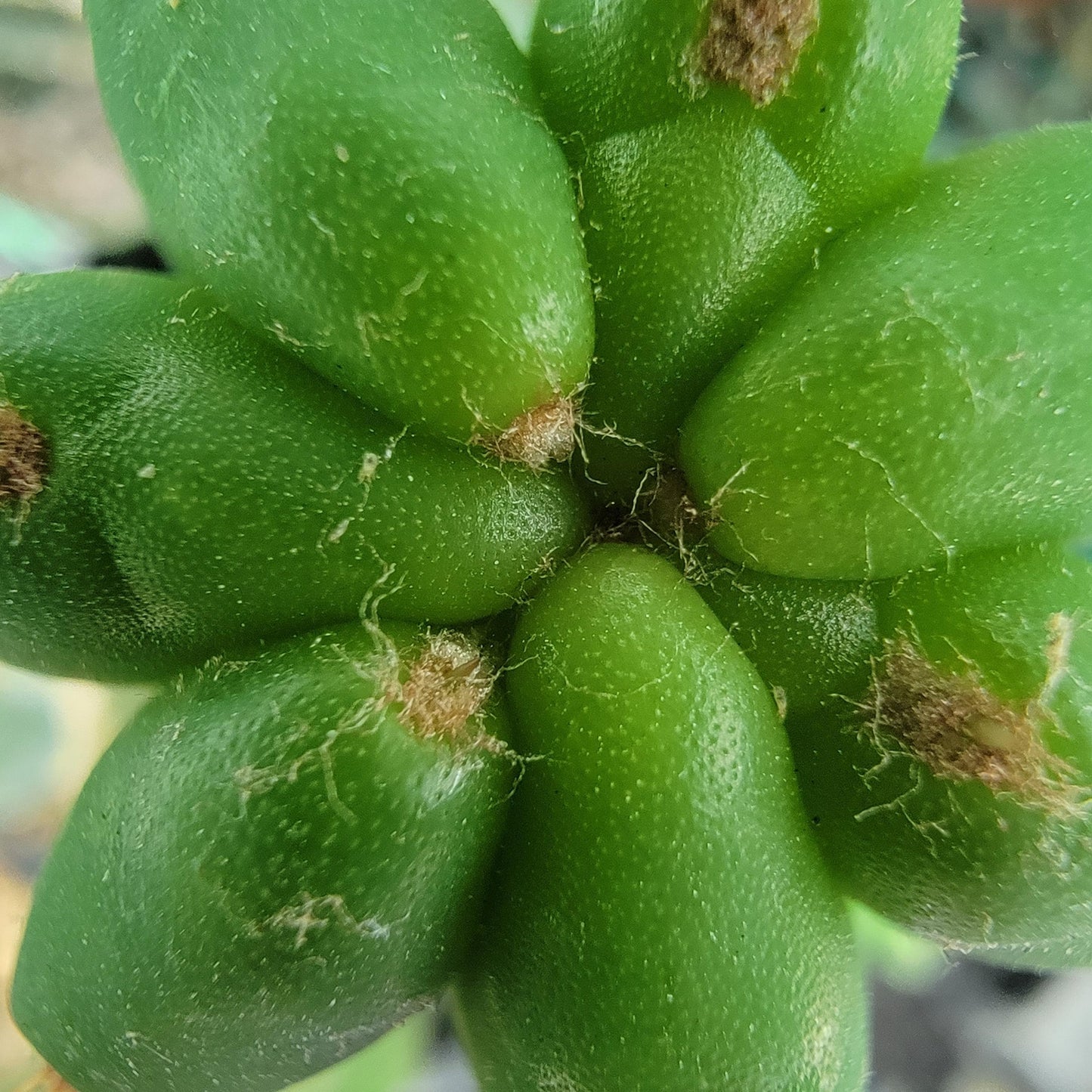 OGUN 9” cutting