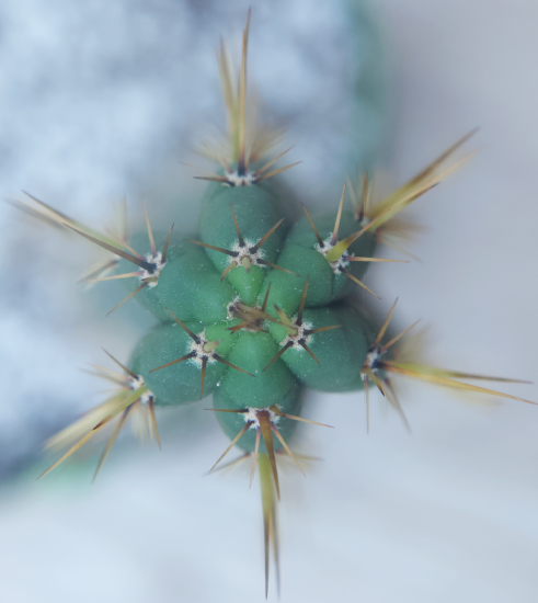 saltcitycactus gift card