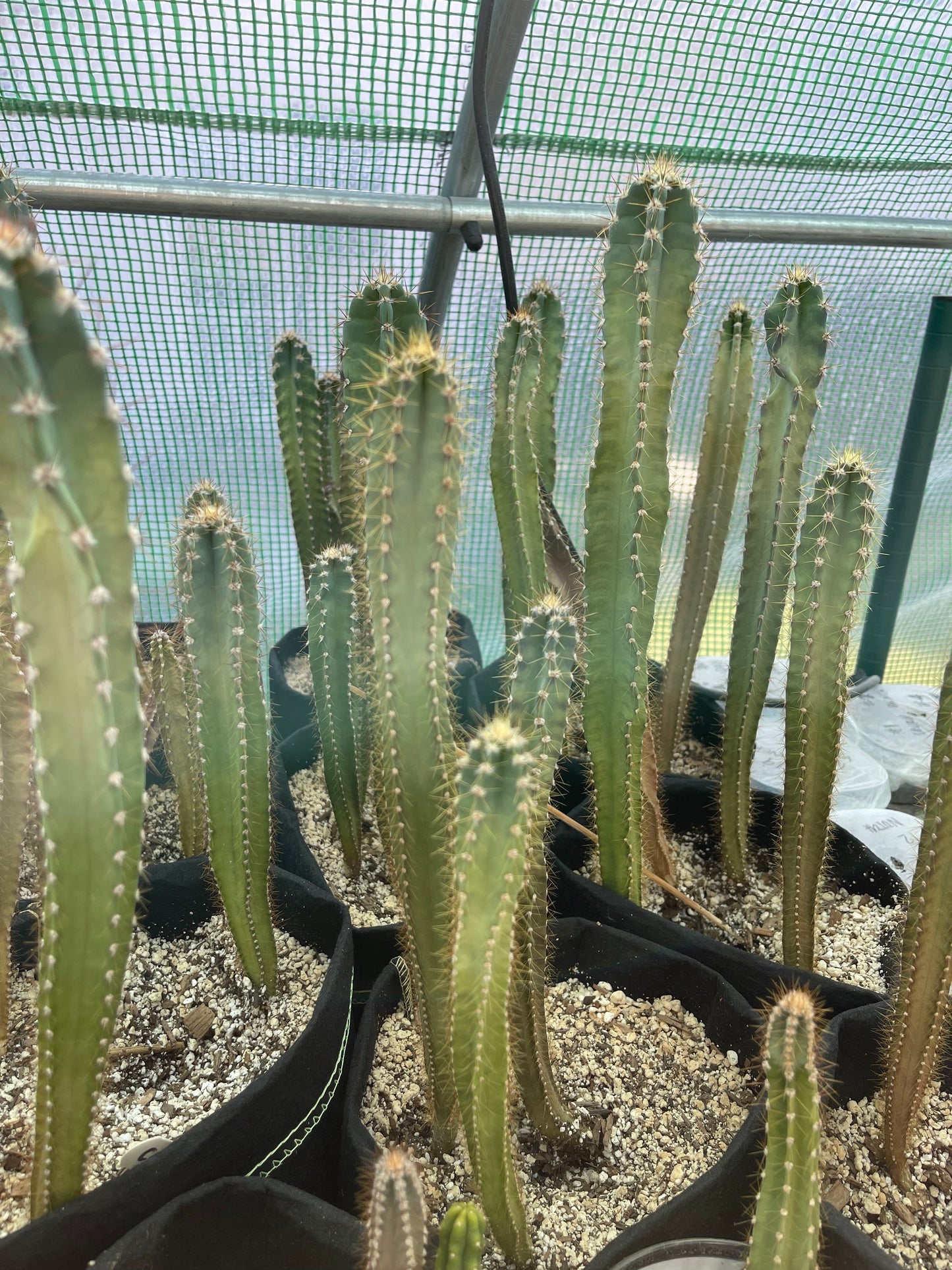 Cereus