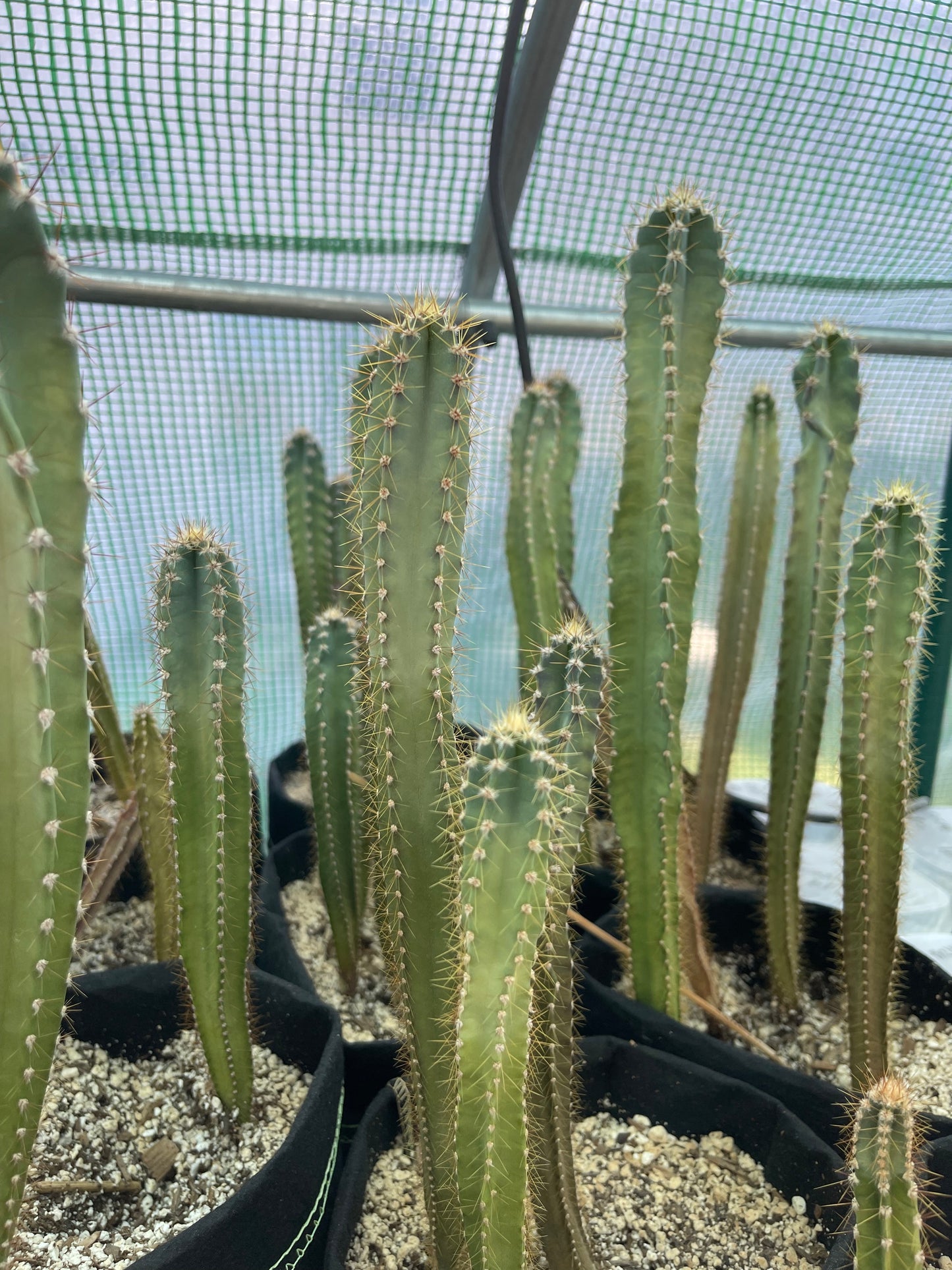 Cereus