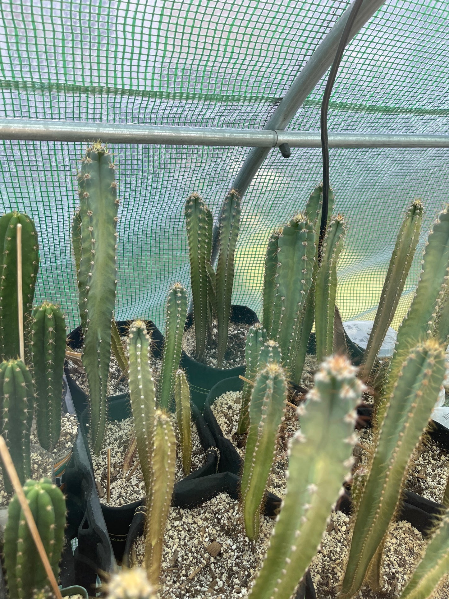 Cereus