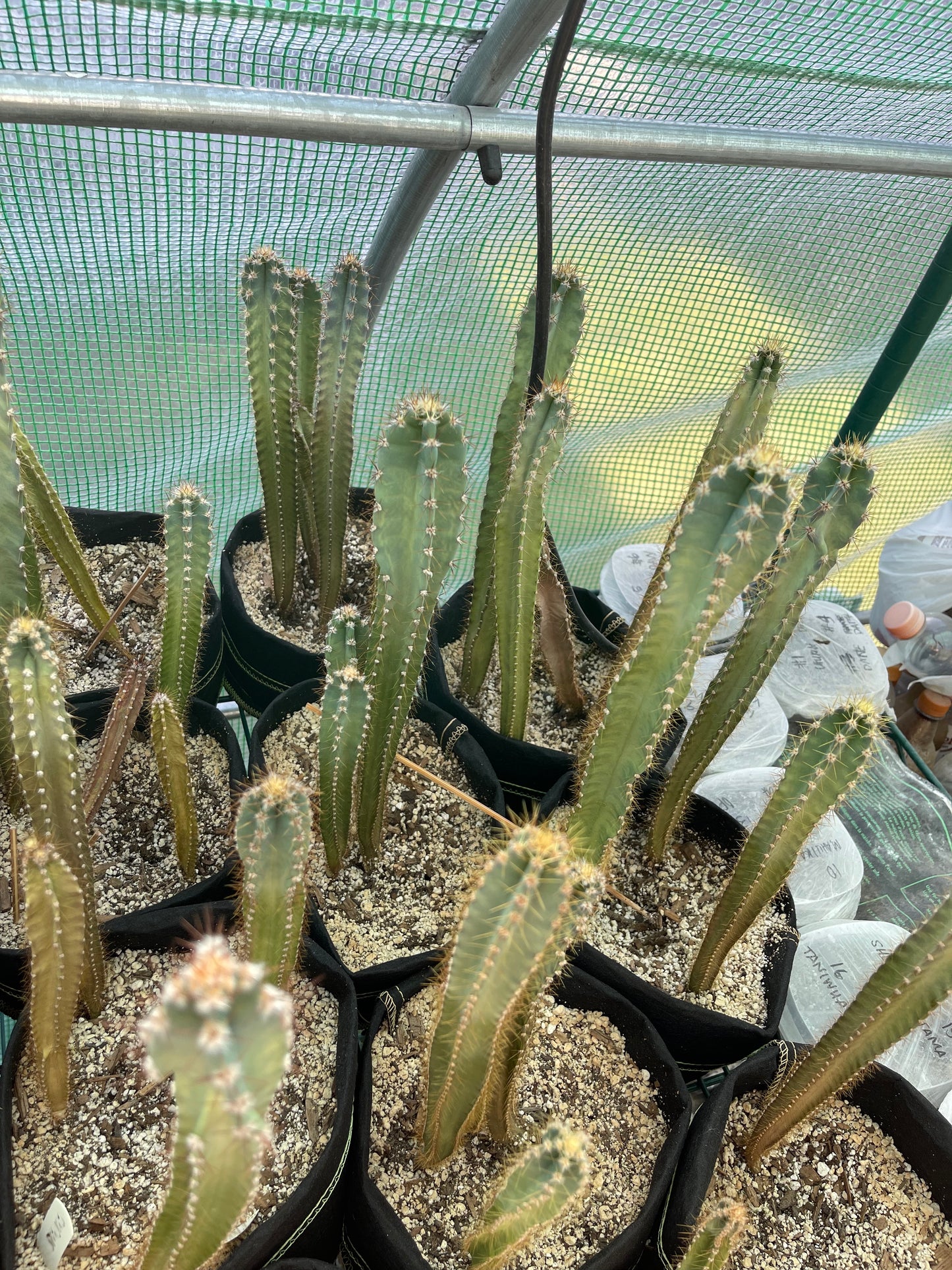 Cereus