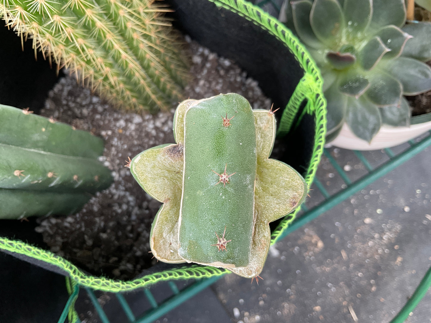 Ogun slab grafted to Jiimz Juuls 5"