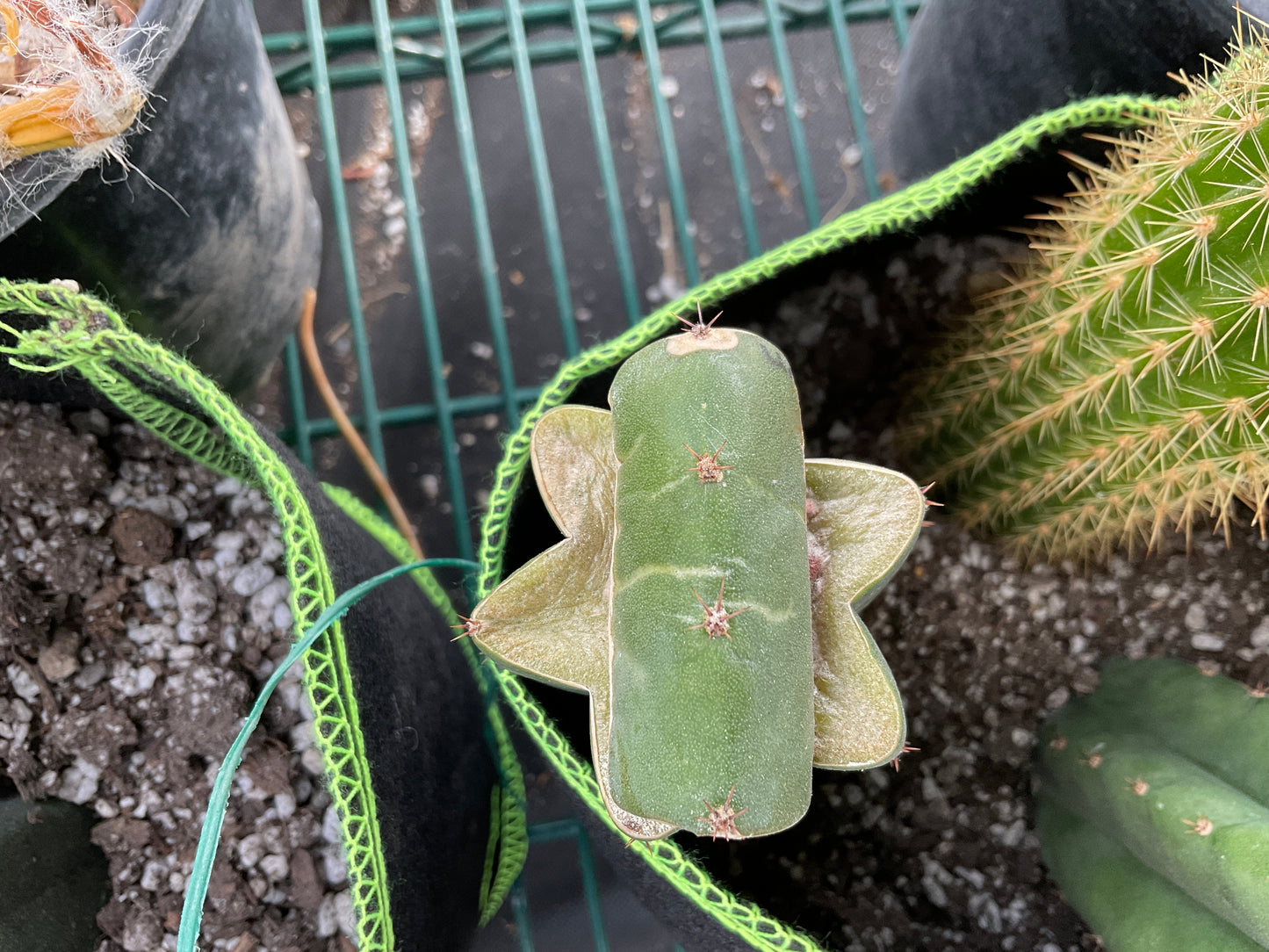 Ogun slab grafted to Jiimz Juuls 5"