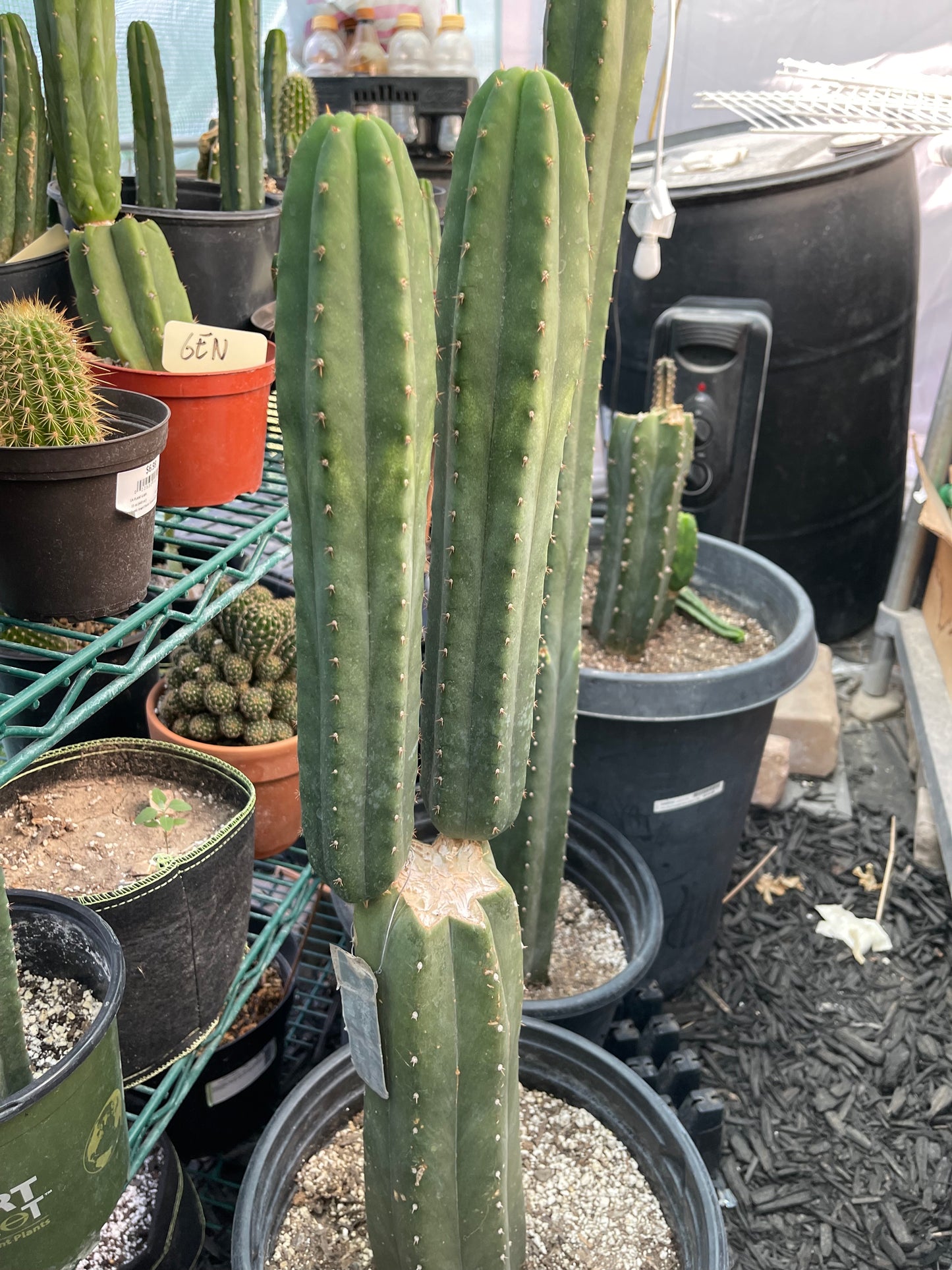 Jiimz Juuls cutting, clone originally sourced from Succulent Source.