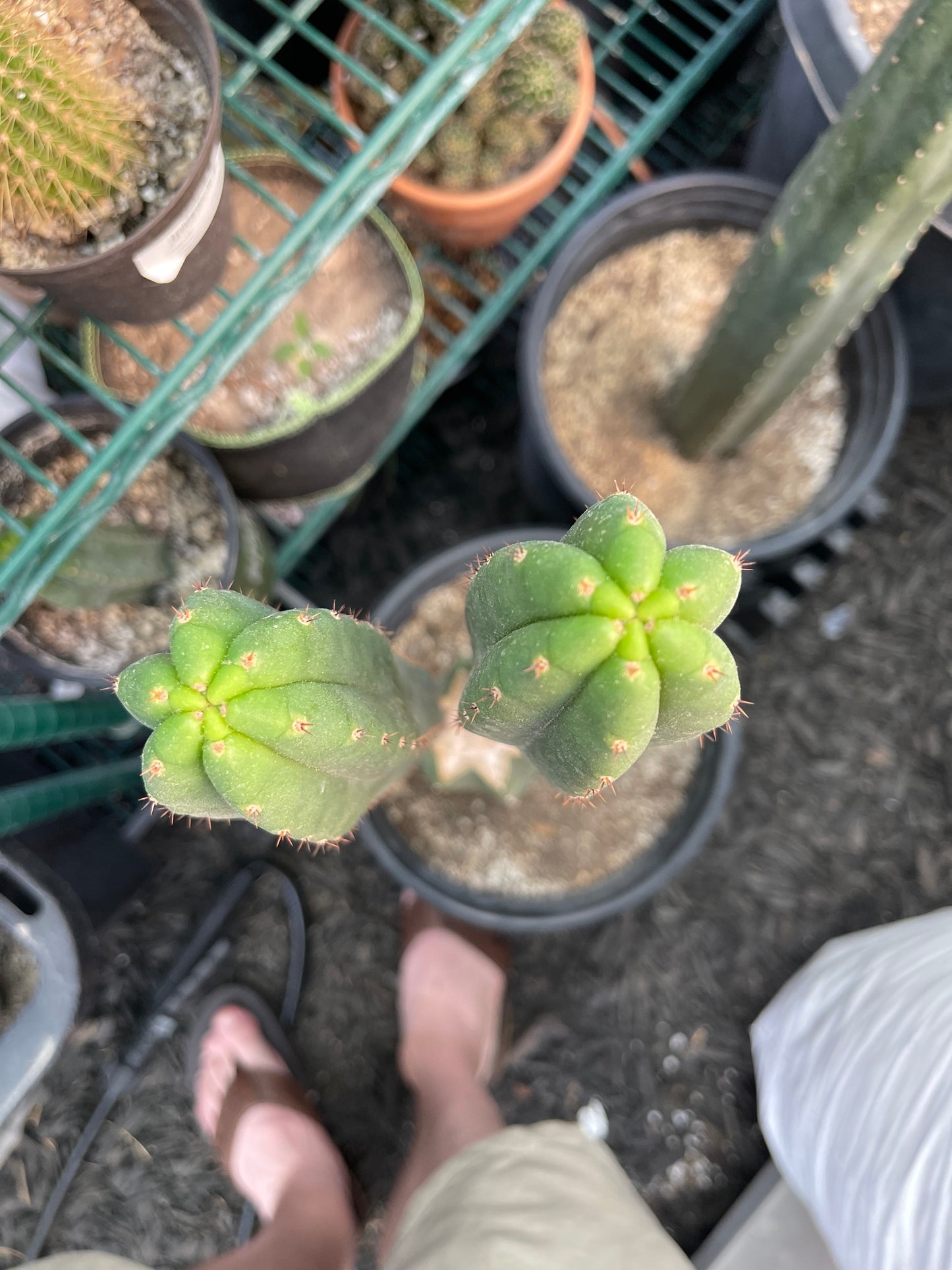 Jiimz Juuls cutting, clone originally sourced from Succulent Source.