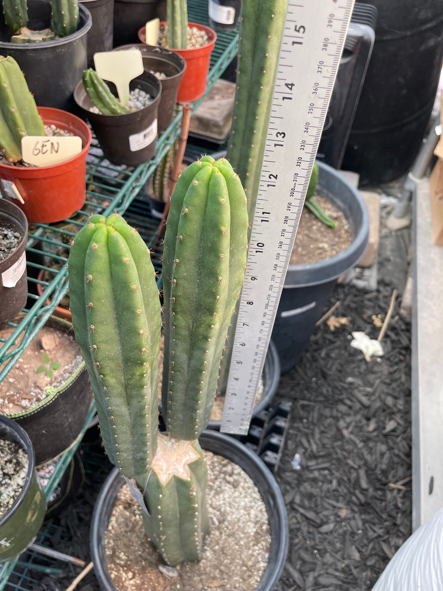 Jiimz Juuls cutting, clone originally sourced from Succulent Source.