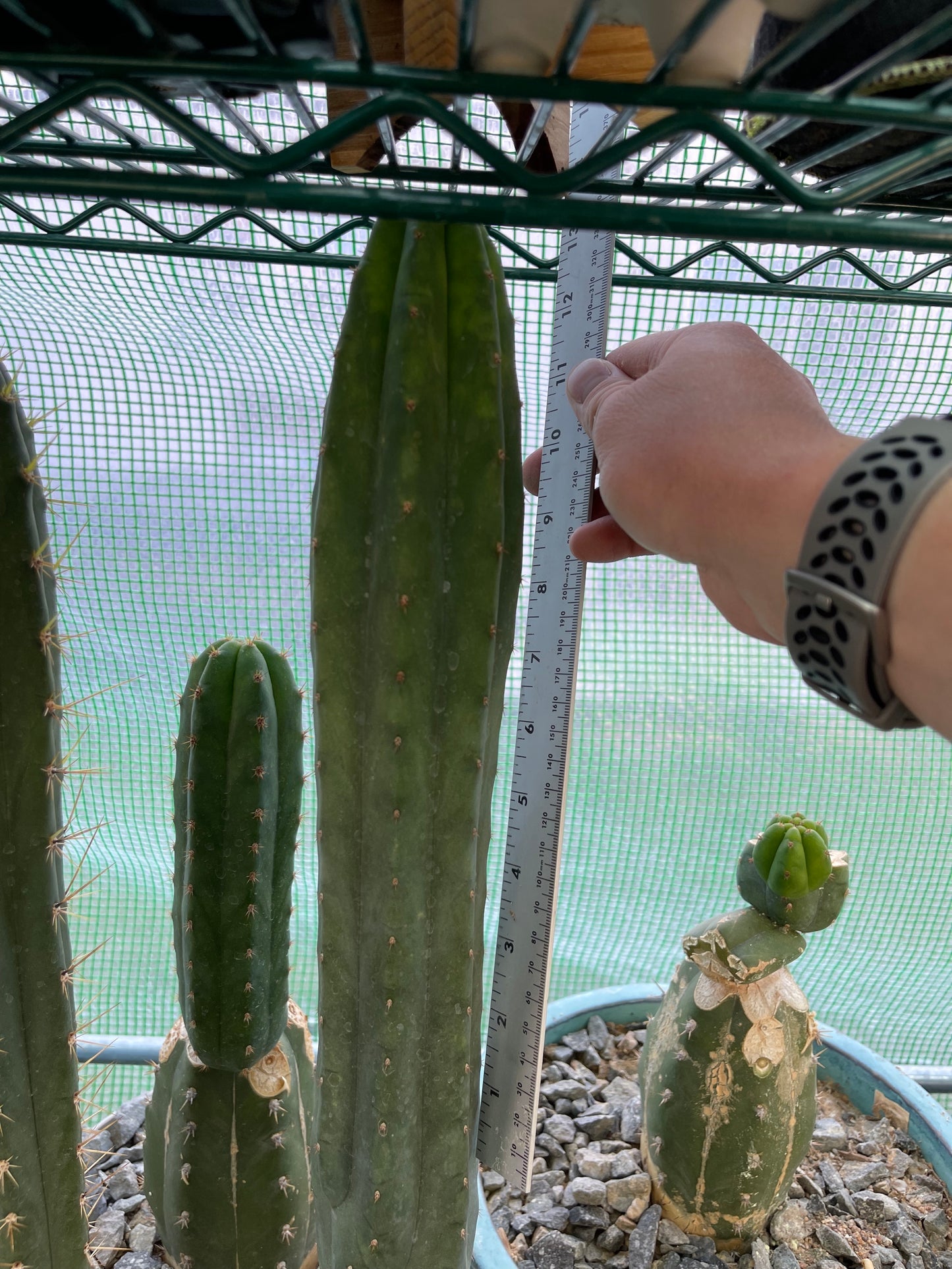 Jiimz Juuls cutting, clone originally sourced from Succulent Source.