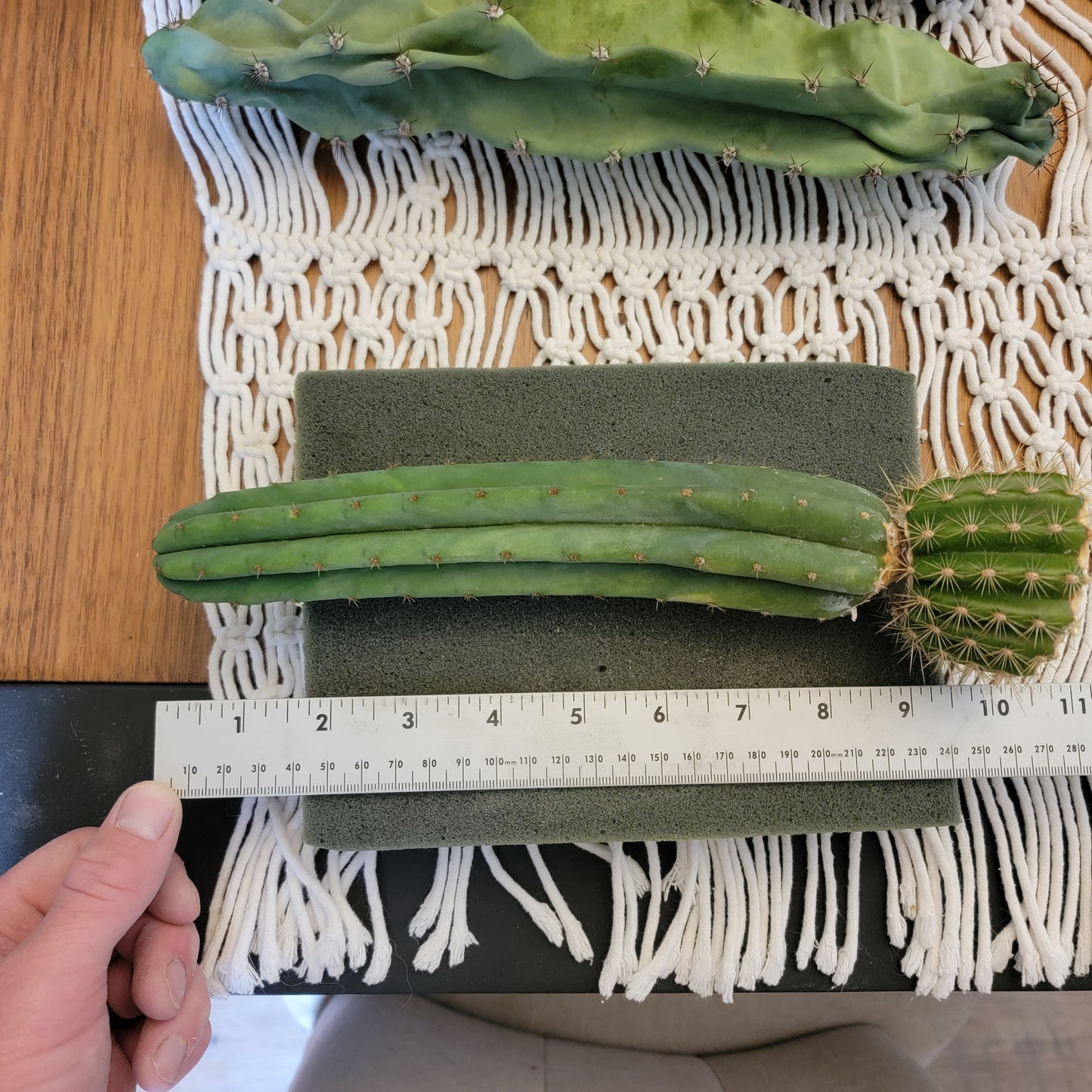 NOID PACHANOI GRAFT