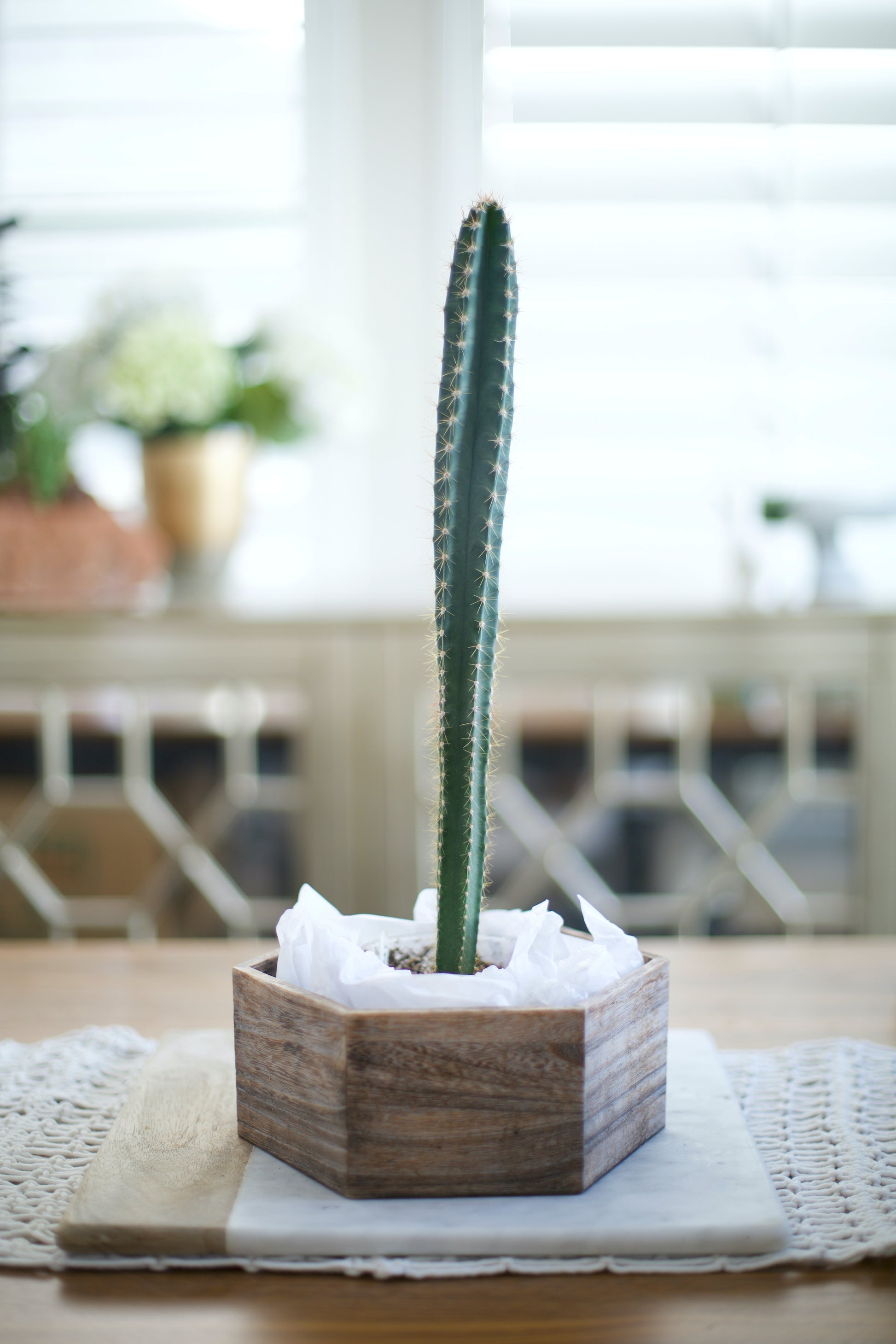 tall cactus house plants Cereus – saltcitycactus