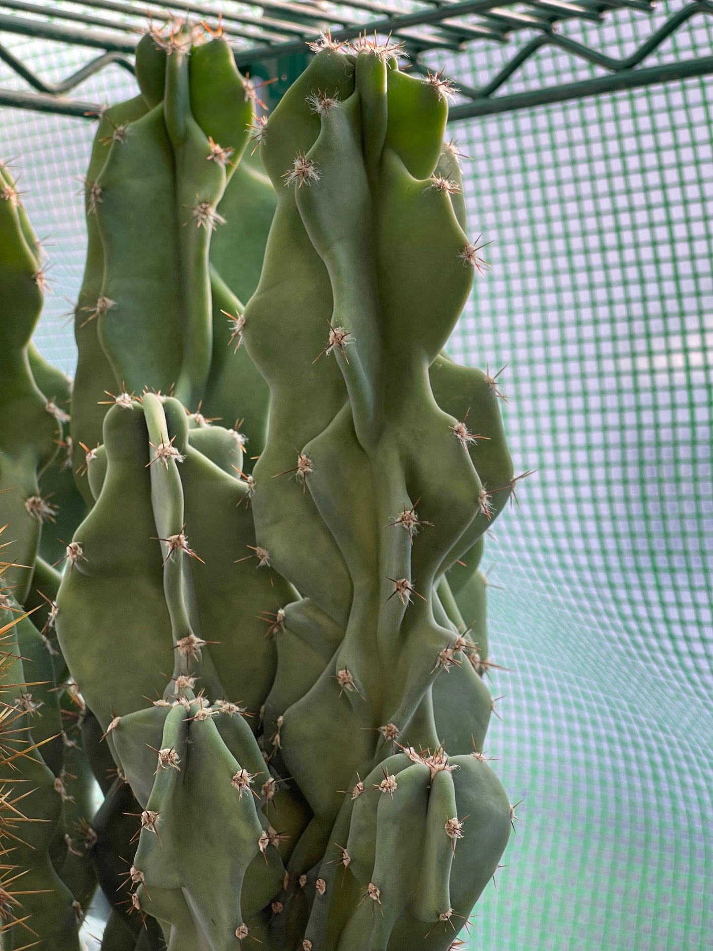 Cereus Peruvianus Monstrose