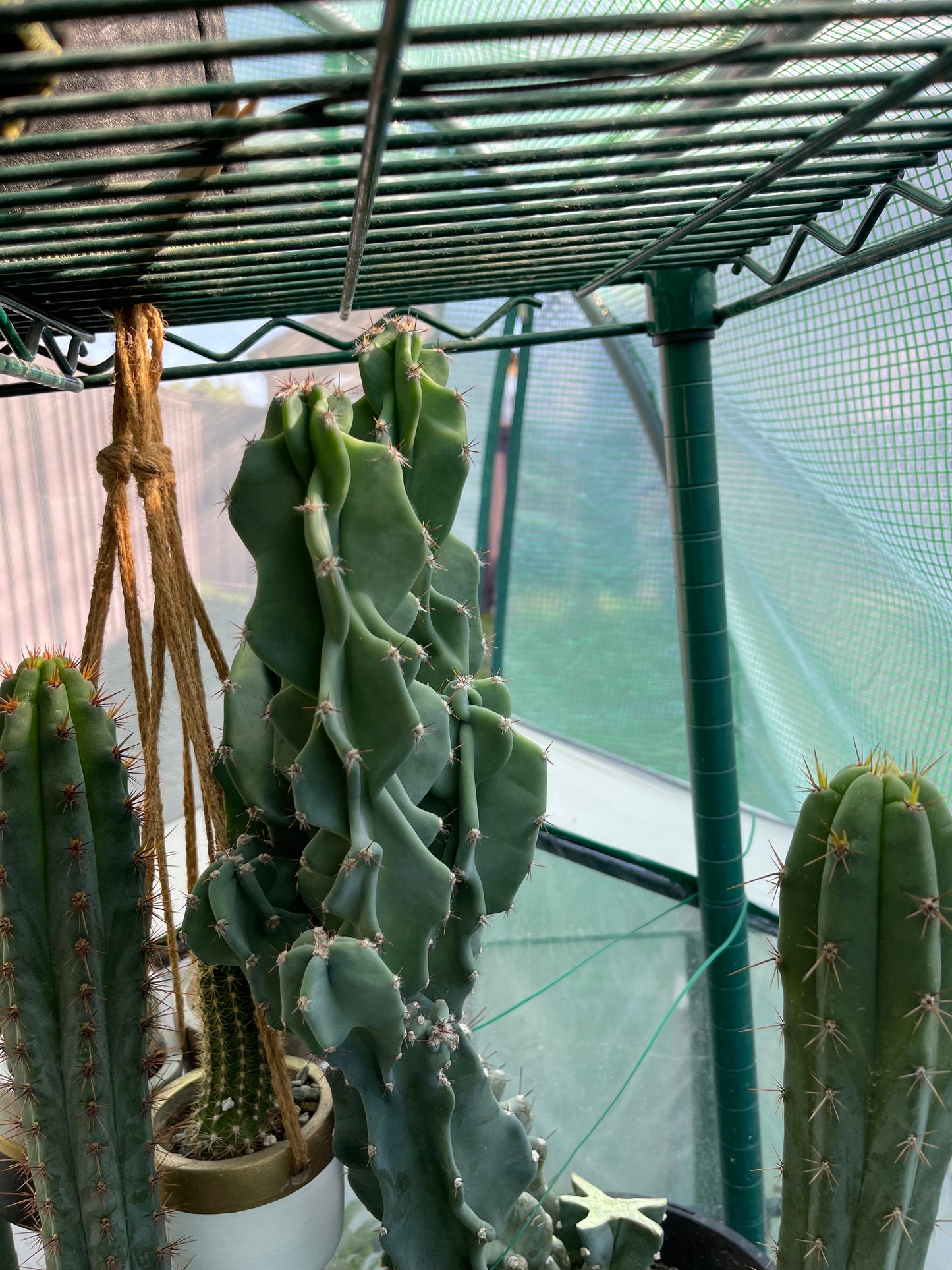 Cereus Peruvianus Monstrose